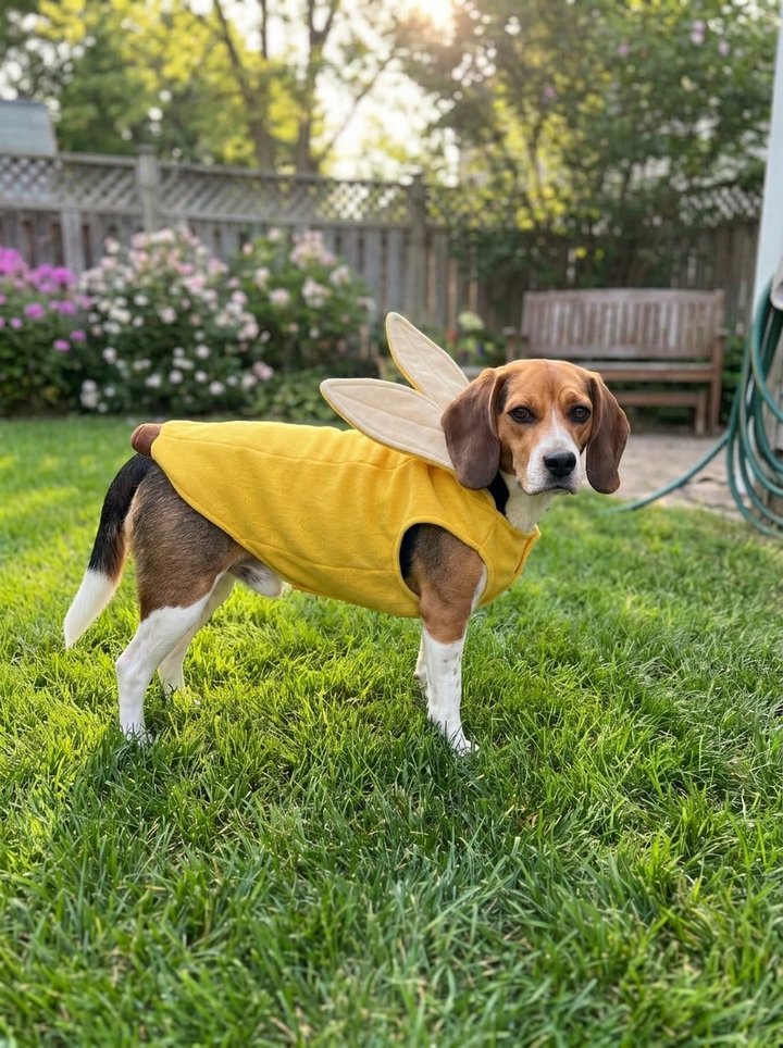 Banana costume: peel-shaped suit with the peel tips standing up around the face